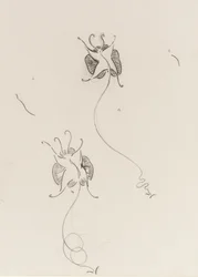 Dos mariposas Whister, c.1890